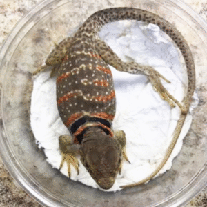 desert collared lizard for sale