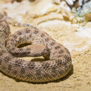 desert horned viper for sale