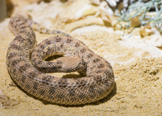 desert horned viper for sale