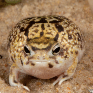 desert rain frog for sale