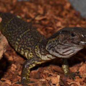 dumeril’s monitor for sale