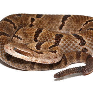 durango mountain rattlesnake for sale