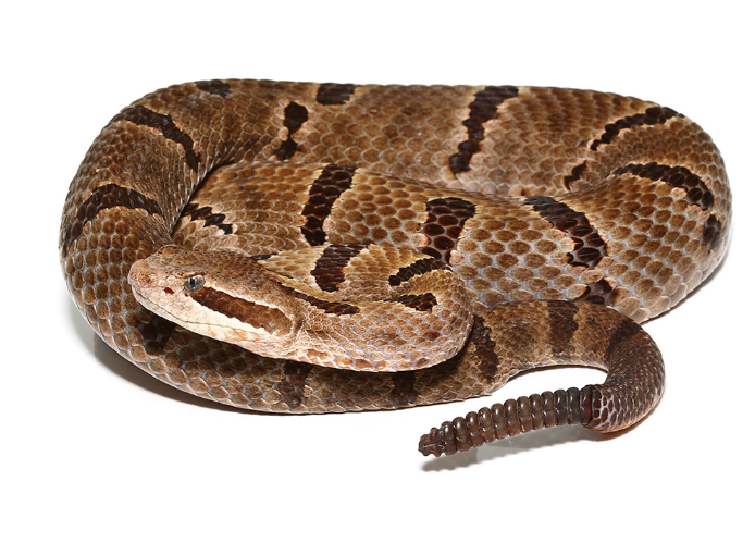durango mountain rattlesnake for sale