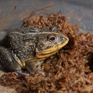 dwarf pixie frog for sale