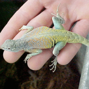greater earless lizard for sale