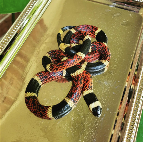 eastern coral snake for sale