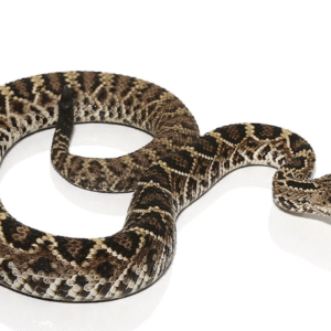 eastern diamondback rattlesnake for sale