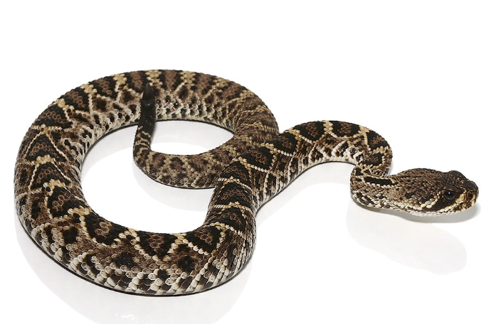 eastern diamondback rattlesnake for sale