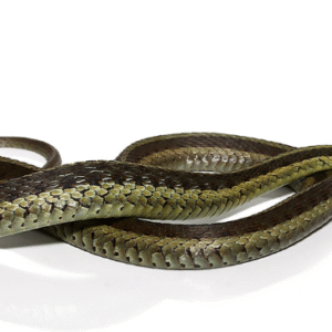 eastern garter snake for sale
