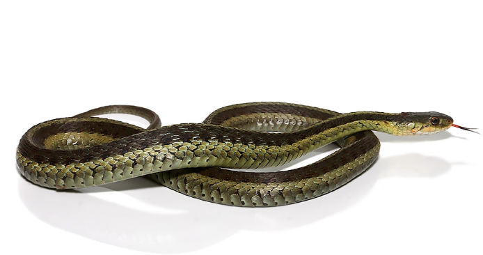 eastern garter snake for sale