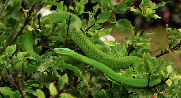 baby eastern green mamba for sale