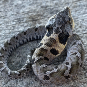 eastern hognose snake for sale