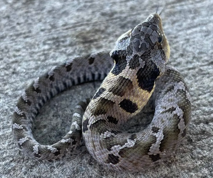 eastern hognose snake for sale