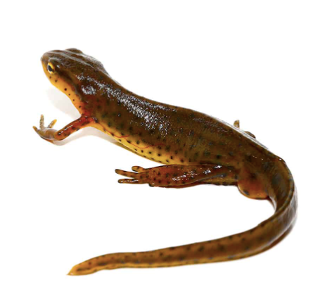 eastern newt for sale