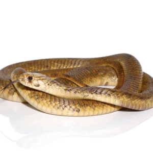 egyptian cobra for sale