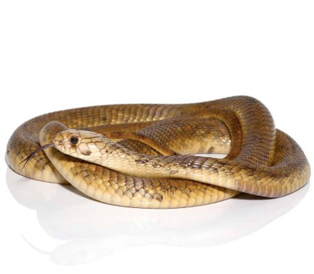 egyptian cobra for sale
