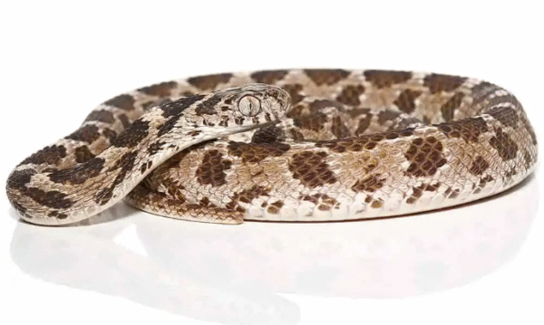 egyptian egg eating snake for sale