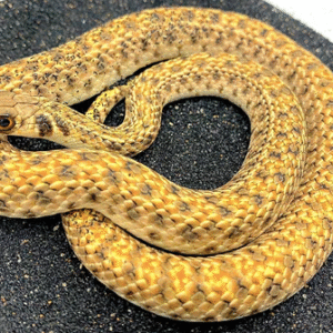 egyptian false cobra for sale
