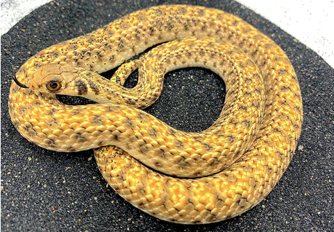 egyptian false cobra for sale