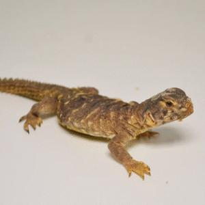 egyptian uromastyx for sale