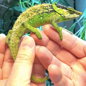 elephant ear chameleon for sale