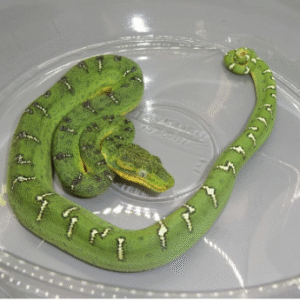 emerald tree boa for sale