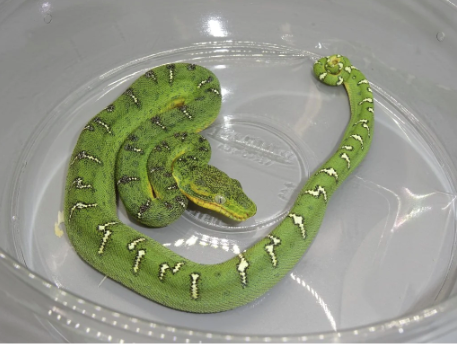 emerald tree boa for sale