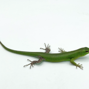 emerald tree skink for sale