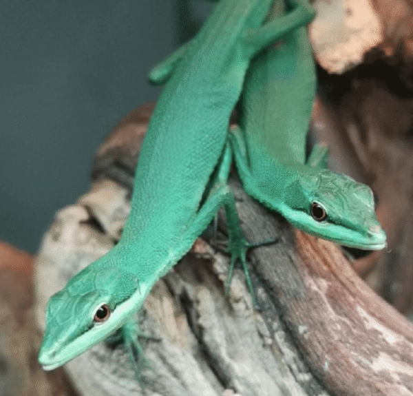 emerald grass lizard for sale