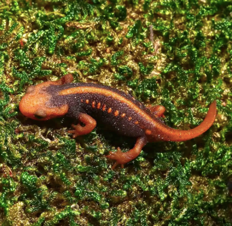 emperor newt for sale