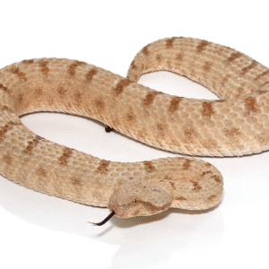 field’s horned viper for sale