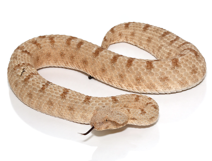 field’s horned viper for sale