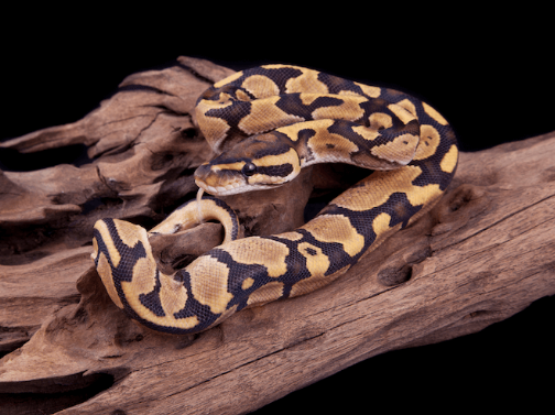 fire ball python for sale