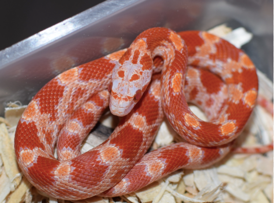fire corn snake for sale