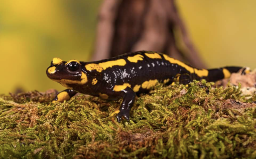 fire salamander for sale