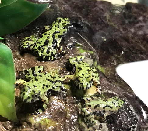 firebelly toad for sale
