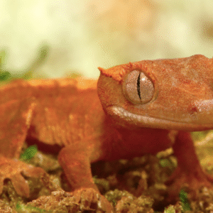 flame dalmatian crested gecko for sale