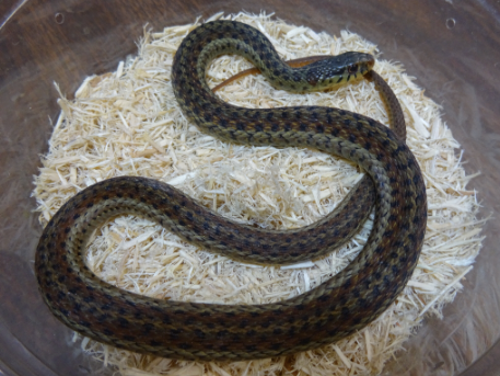 florida blue garter snake for sale