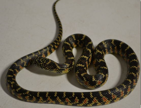 florida kingsnake for sale
