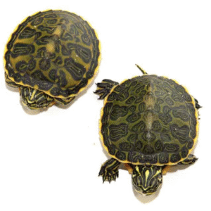 florida redbelly cooter turtle for sale
