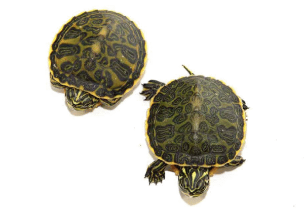 florida redbelly cooter turtle for sale