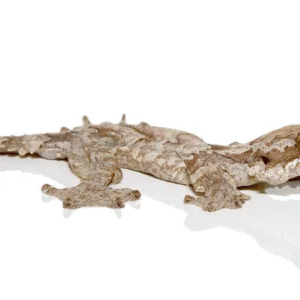 flying gecko for sale