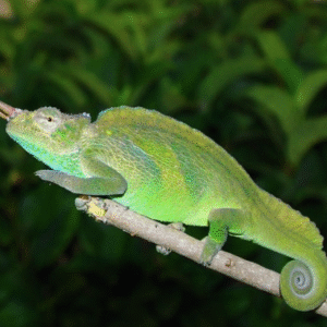 four horned chameleon for sale