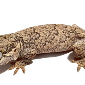 reticulated gargoyle gecko for sale