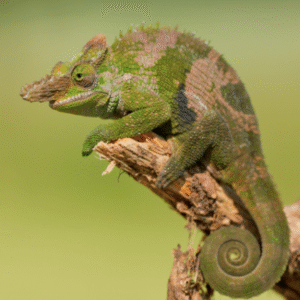 giant fischer’s chameleon for sale