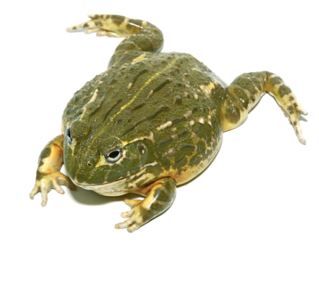 giant pixie frog for sale giant pixie frog for sale