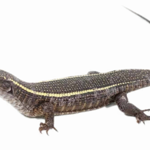 giant plated lizard for sale