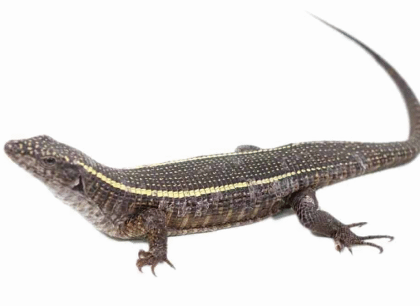 giant plated lizard for sale