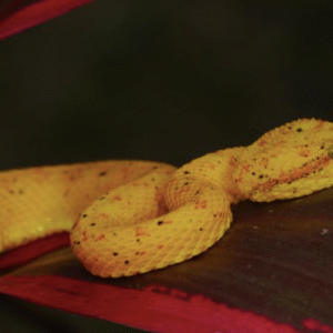 golden eyelash viper for sale