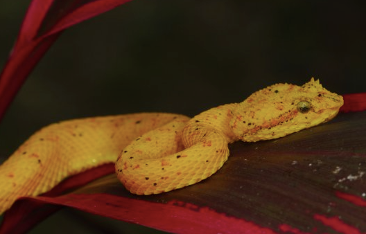 golden eyelash viper for sale